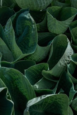 Yaz güneşli bir günde bahçede büyüyen bitkiler. 