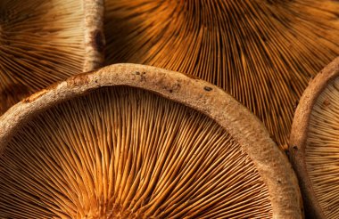 Çiğ taze mantar dokusu, makro görünüm.  