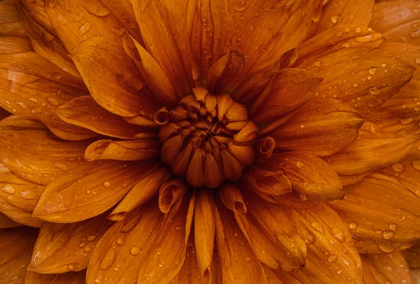 Nahaufnahme Der Schönen Orangefarbenen Blume Sommerkonzept — Stockfoto