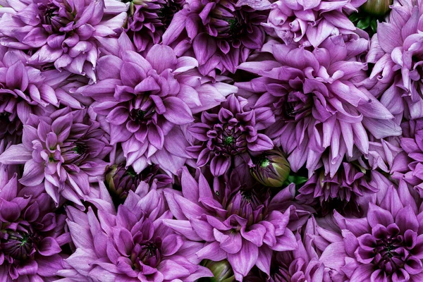 Schöne Blumen Nahaufnahme — Stockfoto