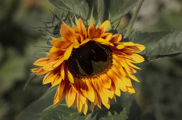 Gelbe Sonnenblumen Makroaufnahme — Stockfoto