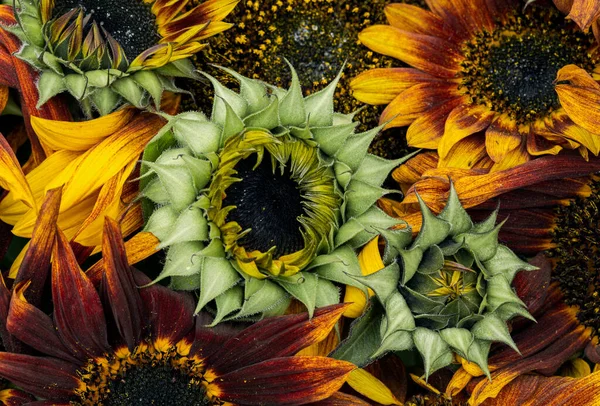 Nahaufnahme Von Sonnenblumen Hintergrund — Stockfoto