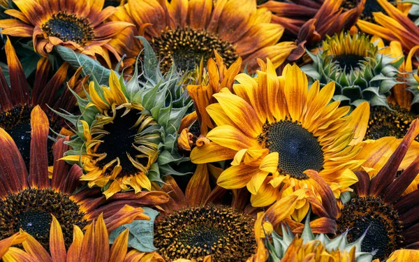 Nahaufnahme Von Sonnenblumen Hintergrund — Stockfoto