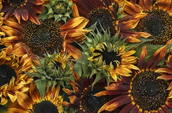 Nahaufnahme Von Sonnenblumen Hintergrund — Stockfoto