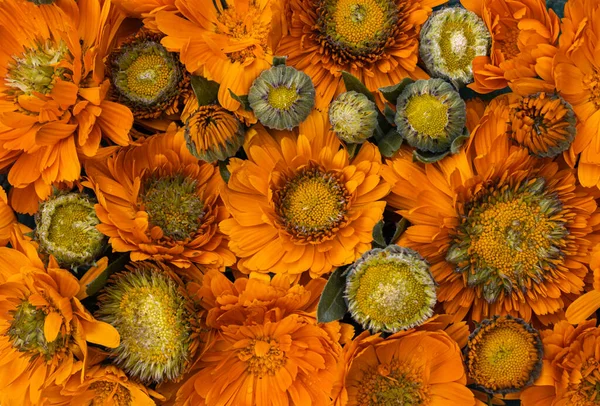 Bunt Von Orange Ringelblumen Ist Natürlicher Hintergrund — Stockfoto