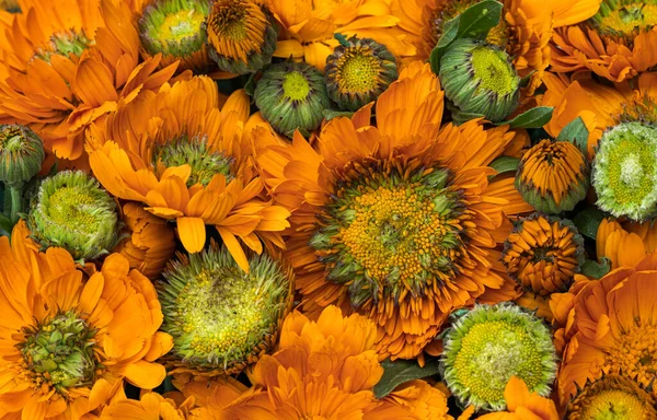 Bunt Von Orange Ringelblumen Ist Natürlicher Hintergrund — Stockfoto