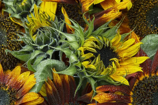Nahaufnahme Von Sonnenblumen Hintergrund — Stockfoto