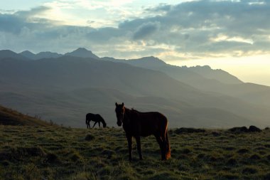 Dağ manzarasında atlar