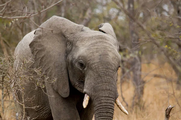 Juvenile African Elephant African Savannah Walking Bushes Drizzle Day — Stock Photo, Image