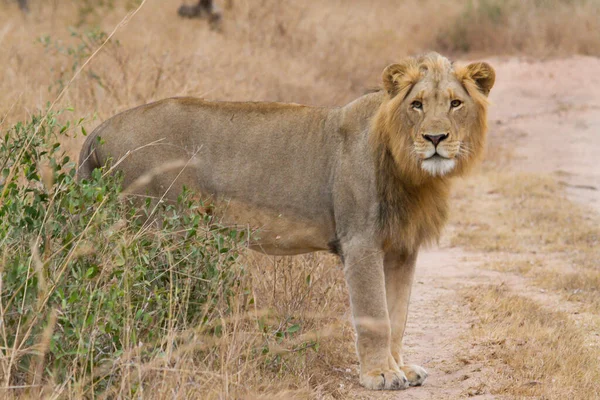 Leão Jovem Com Crina Mal Desenvolvida Caminhando Pela Savana Africana — Fotografia de Stock