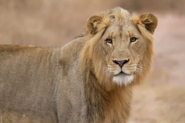 Leão Jovem Com Crina Mal Desenvolvida Caminhando Pela Savana Africana — Fotografia de Stock