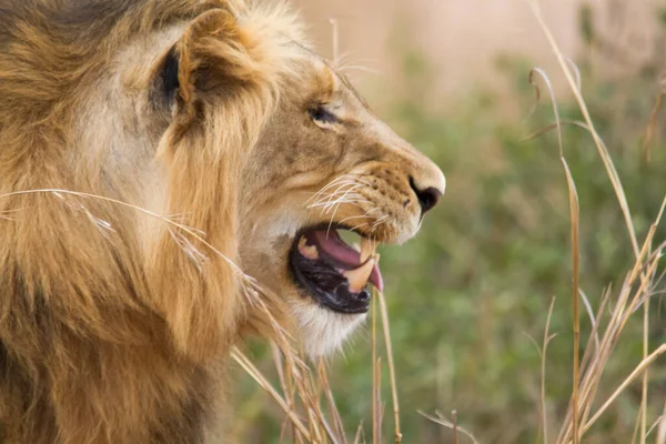 Närbild Huvudet Ett Ungt Lejon Den Afrikanska Savannen Där Den — Stockfoto