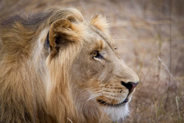 Κοντινό Πλάνο Του Κεφαλιού Ενός Νεαρού Λιονταριού Στην Αφρικανική Σαβάνα — Φωτογραφία Αρχείου