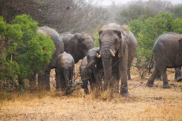 Manada Elefantes Compuesta Por Hembras Terneros Machos Jóvenes Día Lluvioso — Foto de Stock