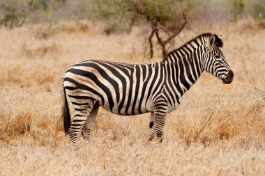 Güney Afrika 'daki Kruger Park' taki bozkırda yaygın bir zebra..