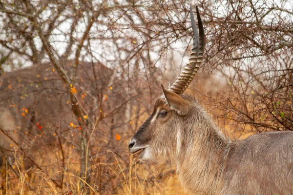 Antílope Macho Kudu Entre Arbustos Observando Las Hembras Harén Comiendo —  Fotos de Stock