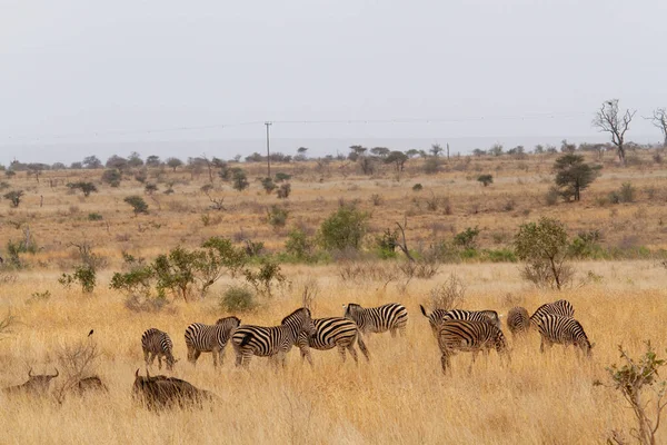 Group Zebras Walking Savannah Feeding Grasses Kruger National Park South — Stock Photo, Image