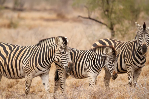 Groep Van Zebra Wandelen Savanne Voeden Zich Met Grassen Het — Stockfoto