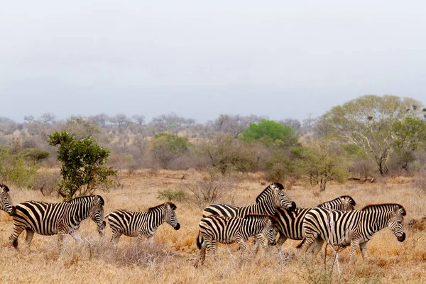 Grupo Cebras Caminando Por Sabana Alimentándose Hierbas Parque Nacional Kruger — Foto de Stock