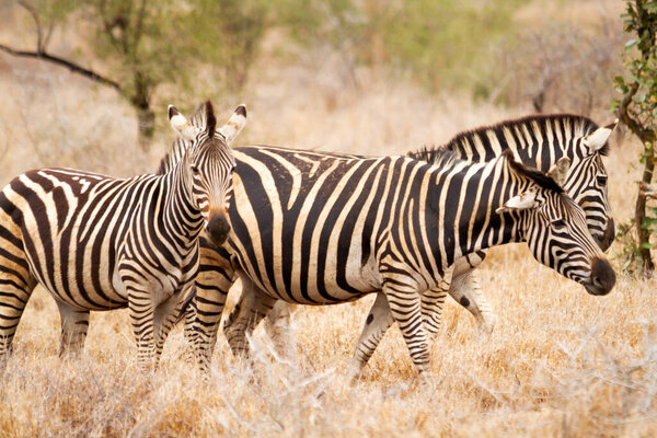 Group of Zebras walking on the savannah and feeding on grasses in the Kruger National Park in South Africa.