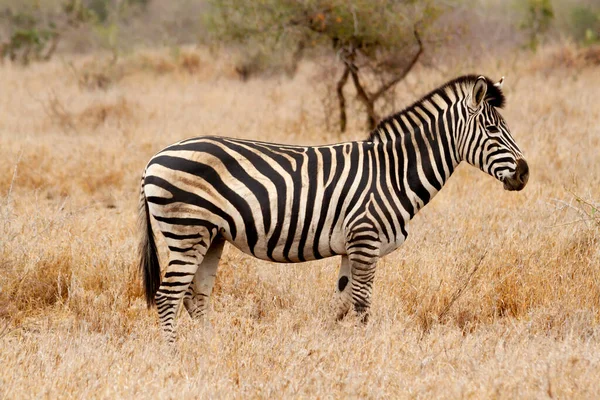 Zèbre Commun Sur Savane Dans Parc Kruger Afrique Sud — Photo