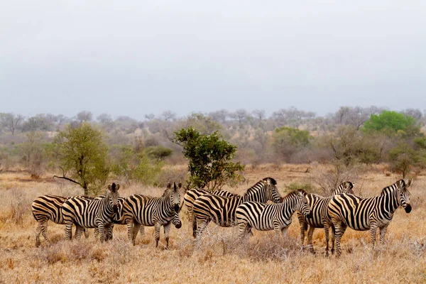 Grupo Cebras Caminando Por Sabana Alimentándose Hierbas Parque Nacional Kruger — Foto de Stock