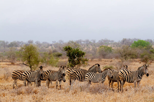 Group of Zebras walking on the savannah and feeding on grasses in the Kruger National Park in South Africa.