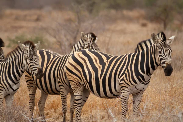 Groep Van Zebra Wandelen Savanne Voeden Zich Met Grassen Het — Stockfoto