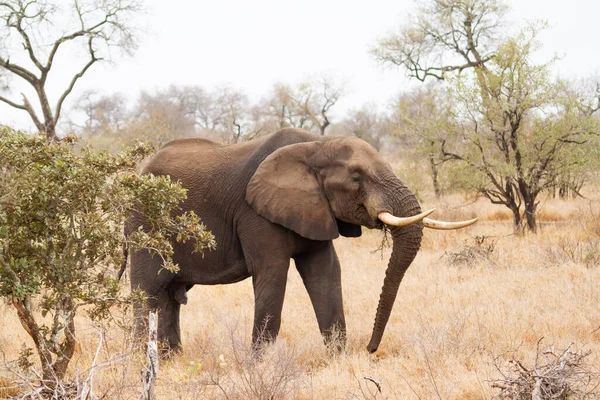 Adult male elephant walking sideways on the savanna in the Kruger National Park in South Africa.