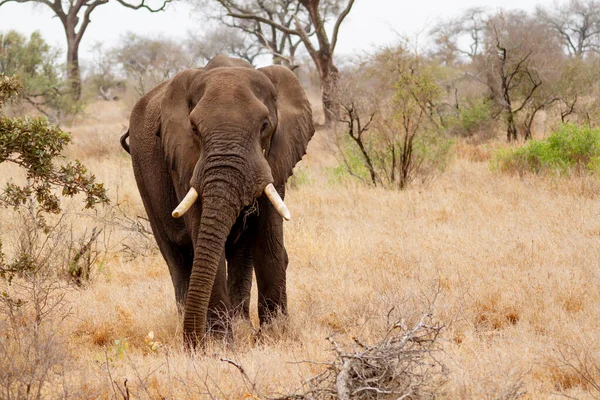 Elefante Macho Adulto Caminando Frente Sabana Parque Nacional Kruger Sudáfrica — Foto de Stock