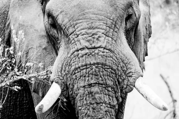 Primer Plano Elefante Macho Adulto Blanco Negro Parque Nacional Kruger — Foto de Stock