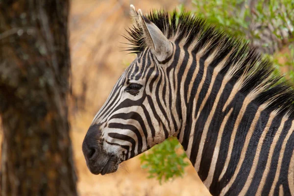 Gemeenschappelijke Zebra Savanne Het Kruger Park Zuid Afrika — Stockfoto