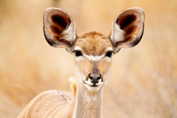 Antilope Femelle Parmi Les Buissons Les Herbes Hautes Mangeant Des — Photo