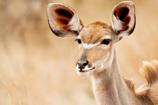 Žena Antilopy Mezi Keři Vysoké Trávy Jíst Byliny Kruger National — Stock fotografie