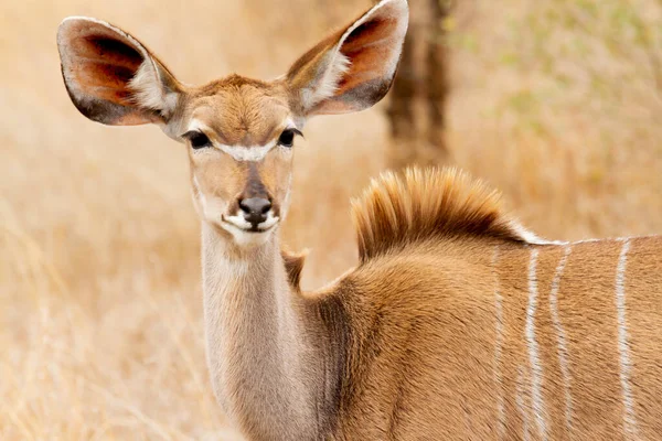 Vrouwelijke Antilope Tussen Struiken Hoge Grassen Die Kruiden Eten Het — Stockfoto