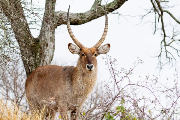 Άντρας Kudu Αντιλόπη Μεταξύ Θάμνων Παρατηρώντας Θηλυκά Του Χαρεμιού Του — Φωτογραφία Αρχείου