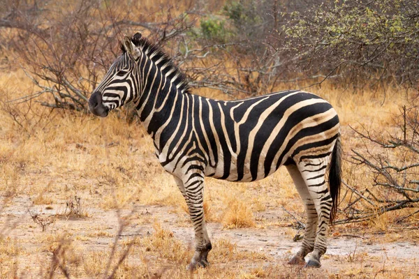 Güney Afrika Daki Kruger Park Taki Bozkırda Yaygın Bir Zebra — Stok fotoğraf