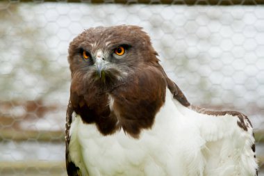 Kafası hafif, siyah kafalı bir Afrika kartalının yakın çekimi