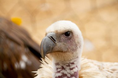 Raptor Yetiştirme ve Hastane İstasyonu 'ndaki kafeste dinlenen beyaz akbabaların yakın çekimi..