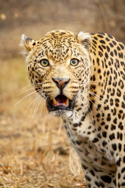 Afrikansk Leopard Den Afrikanska Savannen Går Bland Gräset Kruger National — Stockfoto