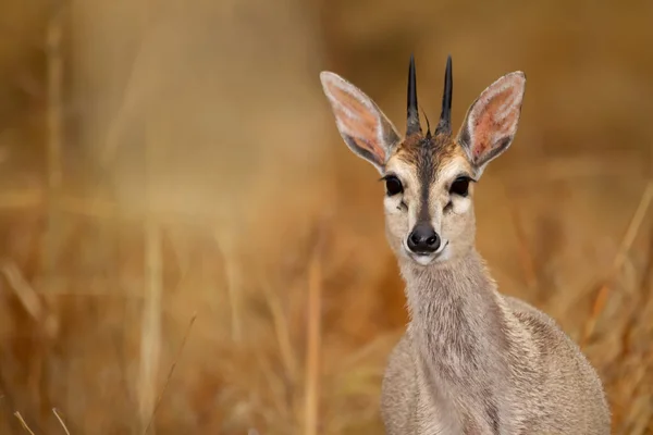 Small Antelope Kruger National Park — Stock Photo, Image