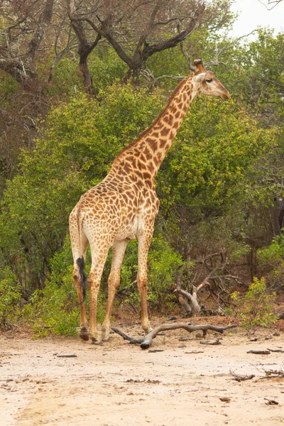 Giraffe Voedt Zich Met Struiken Het Savanne Kruger National Park — Stockfoto