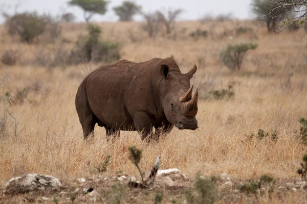 Adult Southern White Rhino Roaming Savannah Kruger National Park South — Stock Photo, Image