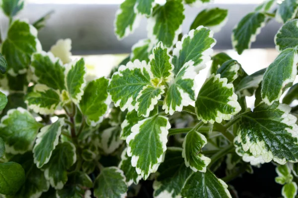 Tütsü bitkileri, Plectranthus coleoides bitkisinin çeşitli yaprakları. Yaprakların yakın çekimi