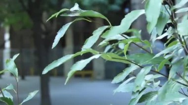 Rüzgarla hareket eden bir ağacın dalları ve yaprakları.