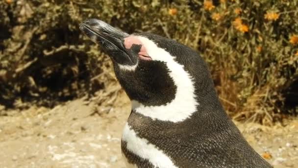 Primer Plano Cabeza Pingüino Magallánico Península Valdés Patagonia Argentina — Vídeos de Stock