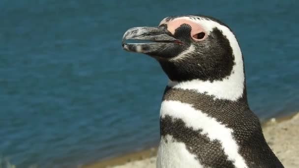 Fechar Cabeça Pinguim Magalhães Península Valdes Patagônia Argentina — Vídeo de Stock