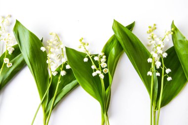 Vadi çiçeğinin zambağı beyaz arkaplanda izole edilmiş. Metin, bahar zamanı, üst görünüm için kopyalama alanı var.
