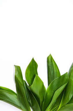 Vadi 'nin Lily' si beyaz arkaplanda yeşil yapraklar ve metin ve bahar zamanı için kopya alanı