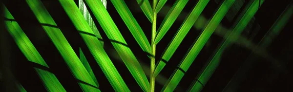 Close up of fan palm leaf in detail, Lines and textures of green palm leaves, copy space, summer tropical concept, banner size